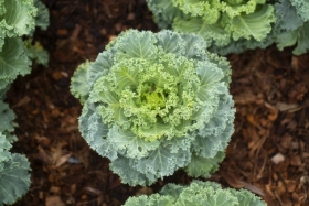 vegetable garden color green texture